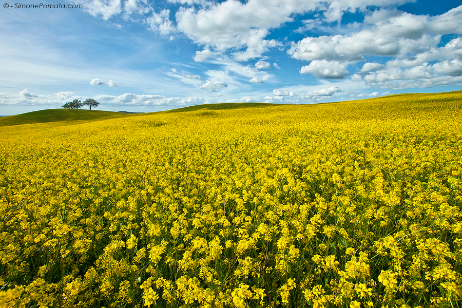 Distesa di fiori