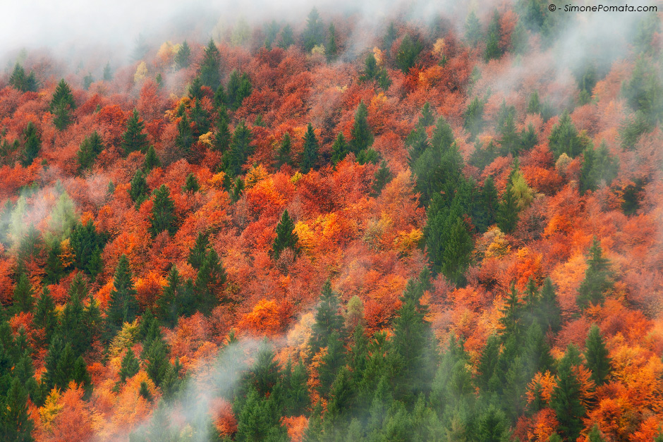 Woodland in Fog