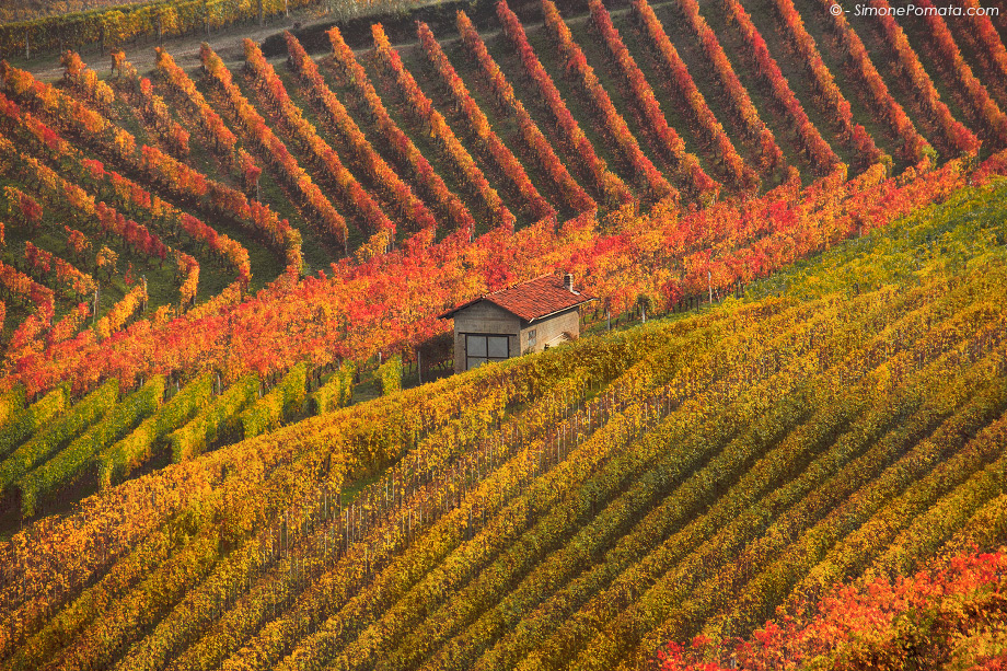 House in Barolo