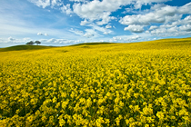 Flowers Sea