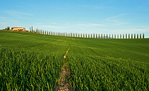 Viale di cipressi