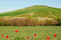 Mattina in Val d'Orcia